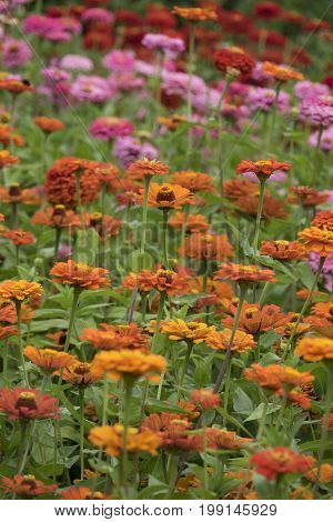 Zinnia elegans in the darden - close up