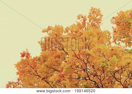 Vibrant fall yellow golden maple tree foliage border, retro toned