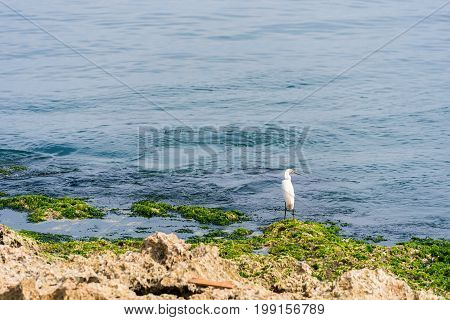 White heron on the shore Havana Cuba. Copy space for text