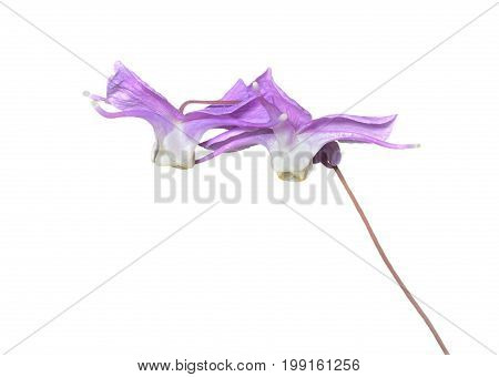 A close up of the flowers barrenwort (Epimedium macrosepalum). Isolated on white.