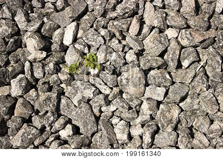 Natura, Life, plant, rock, gravel, tree, arbour