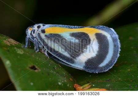 image of a beautiful planthopper found at night
