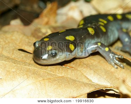Ambystoma maculatum (Ambystoma maculatum)