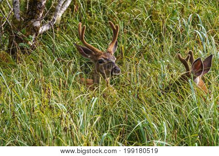 Wild mool deer feeding in high grass North America