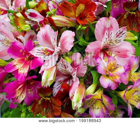 bouquet of flowers. Alstroemeria. Bouquet of flowers Alstroemeria. Flowers Alstroemeria