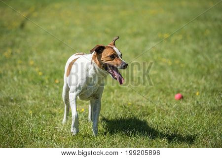 Danish Swedish Farmdog playing fetch with a ball. This breed, which originates from Denmark and southern Sweden is lively and friendly.