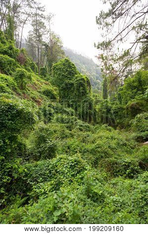 Dense vegetaton in a mountain forest in Xichang, China