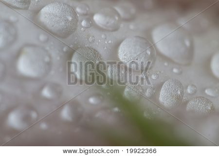 Капли на листьях