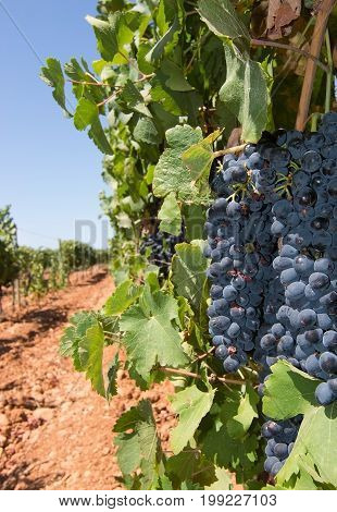 Mallorca Vineyard