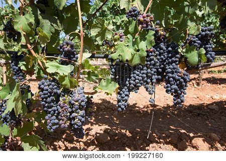Mallorca Vineyard