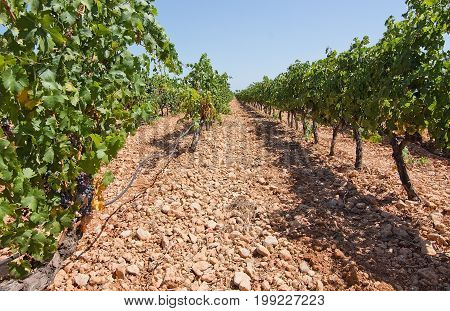 Mallorca Vineyard