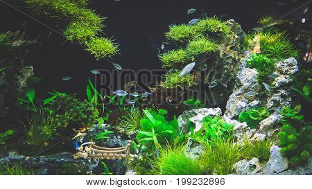 HO CHI MINH / VIETNAM, FEBRUARY 2017 - Large Fish Aquarium Tanks For Sale in Exhibition
