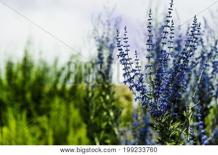 Blue Lavender Shot At Shallow Depth Of Field