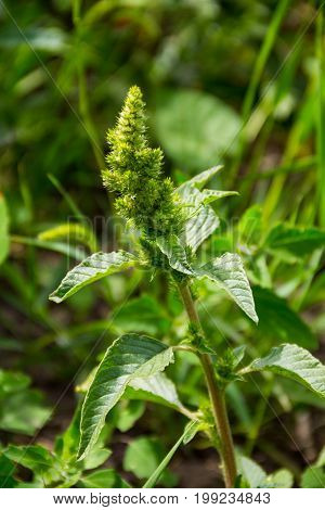 Weed and medicinal plant Amaranthus retroflexus closeup