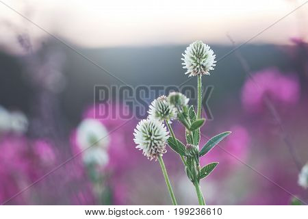 wild meadow pink clover flower in green grass in field in natural soft sunlight, Autumn outdoor vintage photo with pastel colors and romantic atmosphere