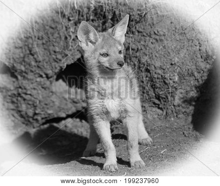 Home Alone - A Black -Backe Jackal Pup - standing outsie it's den waiting for Mum to return. Masai Mara Kenya