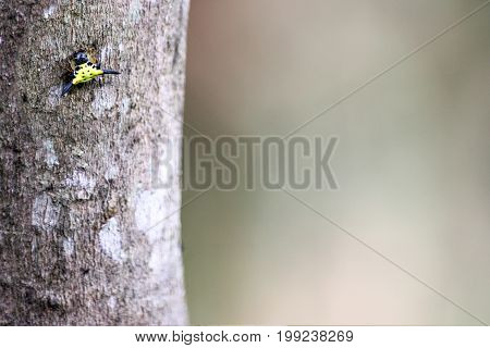 Horned spiny spider on the trees in the garden.Animals rainforest in Thailand.