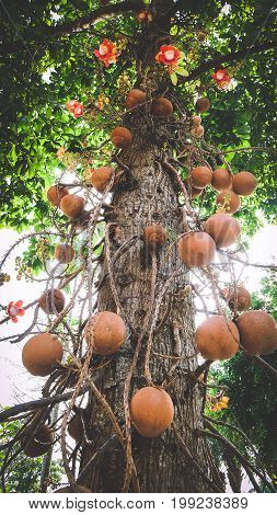 Shorea robusta, also known as śāl, sakhua or shala tree, is a species of tree belonging to the Dipterocarpaceae family