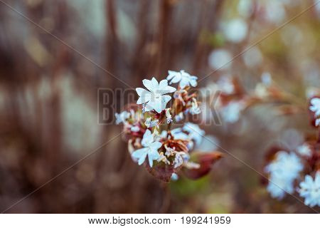 Blue Wild Flower