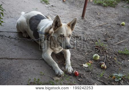 Home dog on the yard. Four-footed friend. Loyalty. Black and white