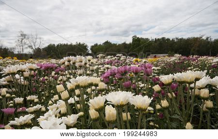 Flower garden at Wang Nam Khaoi Nakhon Ratchasima