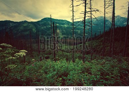 Forest in mountanis. Nature concept on vintage picture.