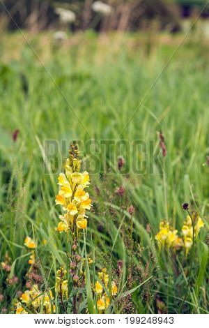 Closeup of a yellow flowering budding and overblown common toadflax of Linaria vulgaris plant growing between grasses and other wild plants on a sunny day in the Dutch summer season.