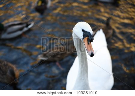 Swan relaxing during summer at Andover river.