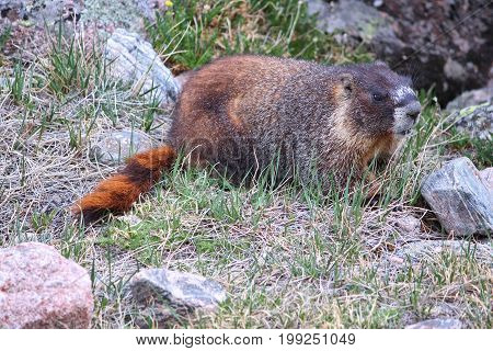 Marmot In Colorado