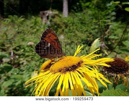 Flower elecampane , (Inula helenium)  , Yellow flower and butterfly