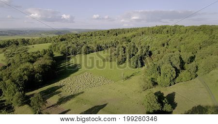 sheep at the Glauburg hill in Wetterau/Germany