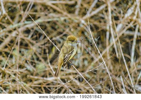 Pinzon Bird At Nature, Galapagos, Ecuador