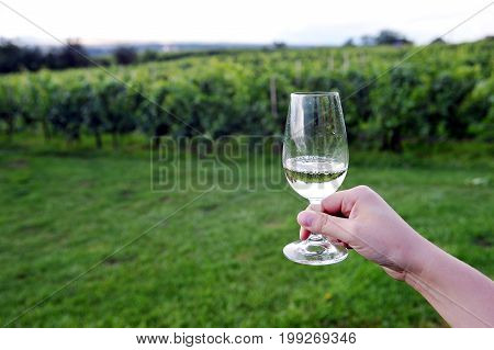 Glass of wine in vineyard of southern Moravia, Czech republic