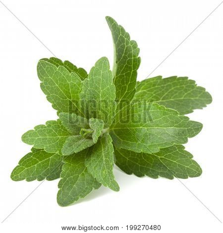 Stevia leaves pieces isolated om white background cut out.