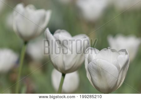 Beautiful white tulips with lovely light muted green stalks and leaves in a field or garden on a spring or summer's day.