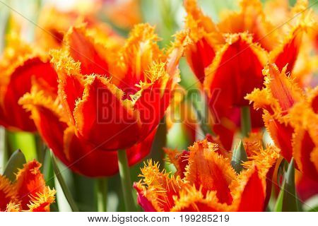 Brilliant and bright red and orange fringed tip lips field kissed by the sun on a spring or summer's day.