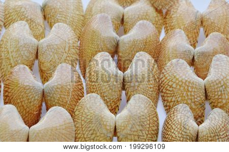 clams shell arranging on the white background