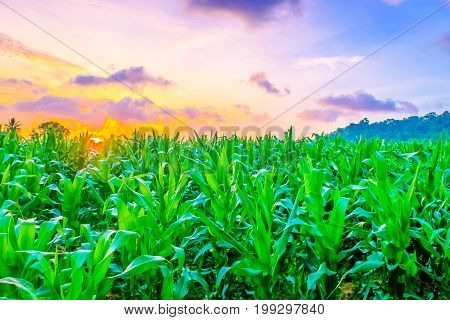 Beautiful morning sunrise over the corn field