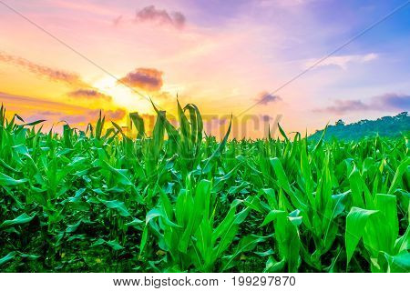 Beautiful morning sunrise over the corn field