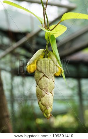 bud Wild sage flower hanging on tree in garden - Gmelina philippensis