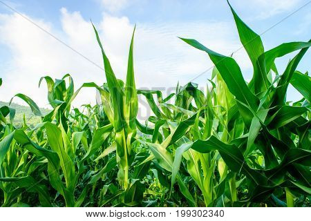 Green corn field in agricultural garden with blue sky background