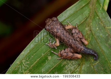 image of a froglet resting on green leaf