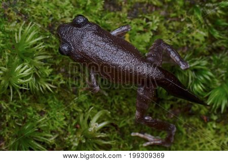 close up image of a cute froglet found in the forest of Borneo