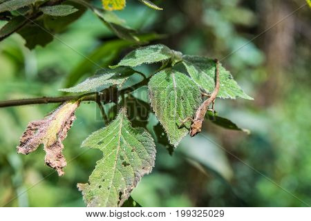 Small chameleon moving in the leaves of the forest Madagascar