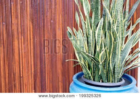 Sansevieria plant in vase with wooden wall background