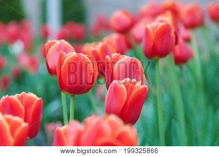 Red blossoming tulips in a clearing with blurred background