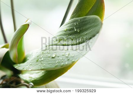 Dew drops on a green floral sheet with a light blurred background