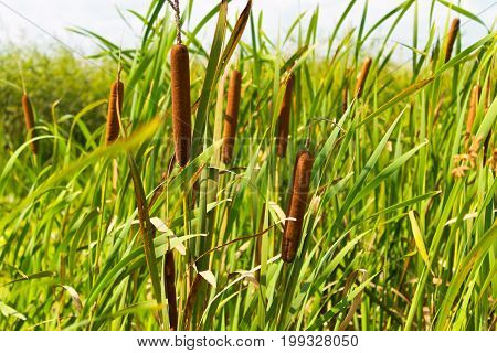 Reeds In A Marsh
