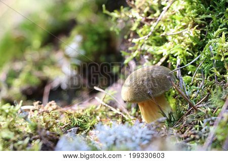 Mushroom Xerocomus fungus moss grow in forest. Nature food plants wallpaper.