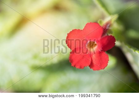 Close Up Episcia Cupreata Red Flower Over Green Blurred Background